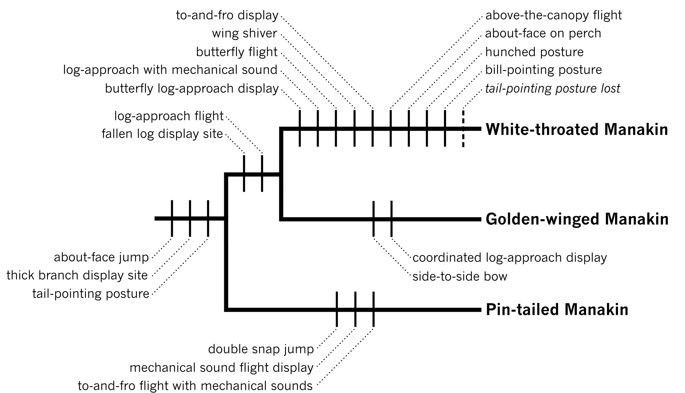 Phylogeny of the White-throated, Golden-winged, and Pin-tailed Manakins depicting the evolutionary origins and losses of the behavioral elements within the display repertoires of each species and their shared ancestors.  Based on Prum (1997) .