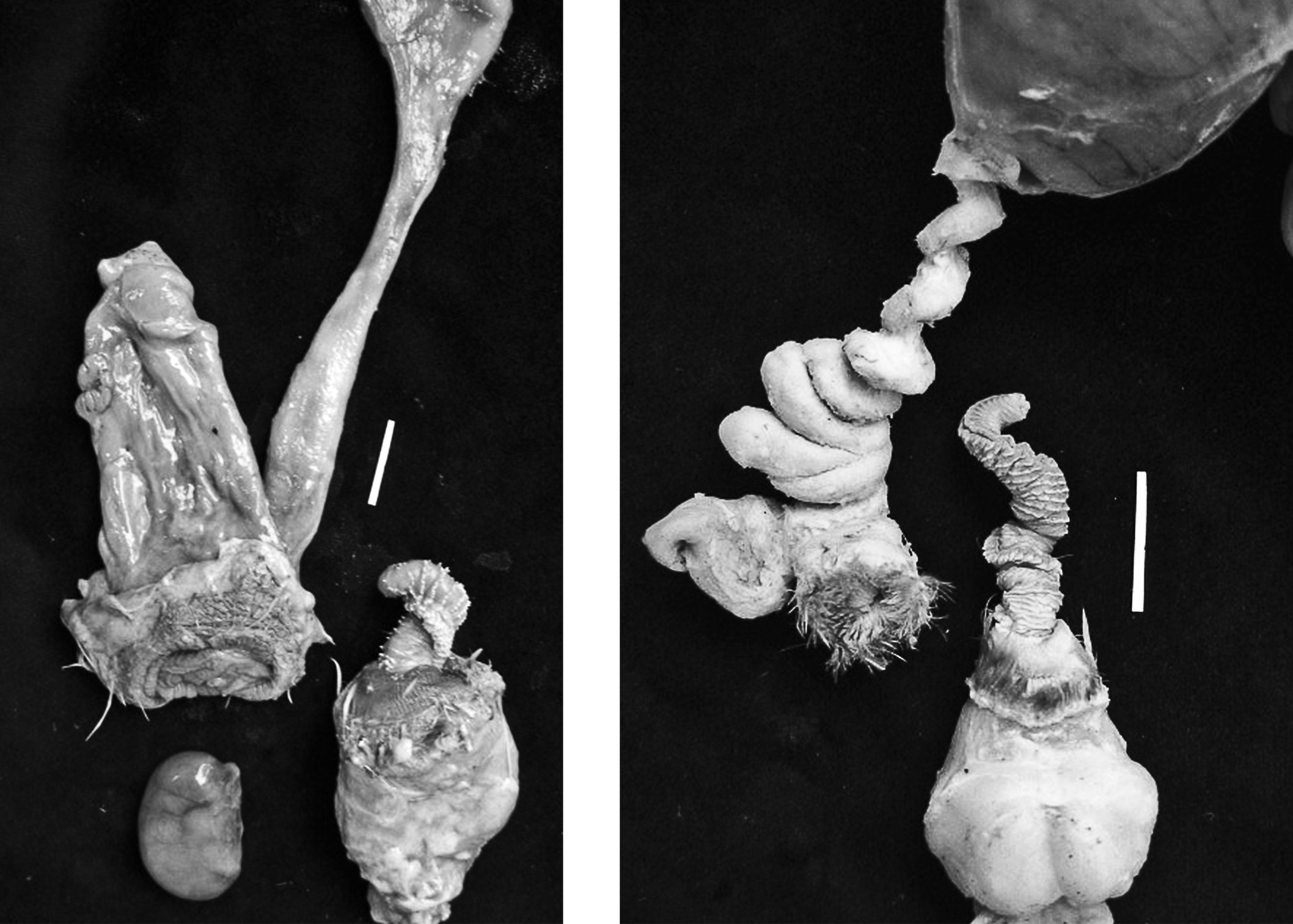 Coevolution of male and female genital morphology in waterfowl. (Left) The male Harlequin Duck has a very small, centimeter-long penis, and the female has a simple, straight vagina with no elaborations. (Right) The male Mallard has a long, corkscrew-shaped penis with hard ribs on its surface, and the female Mallard has coevolved a convoluted vagina with multiple dead-end cul-de-sacs, and several clockwise spirals.  Photos by Patricia Brennan.