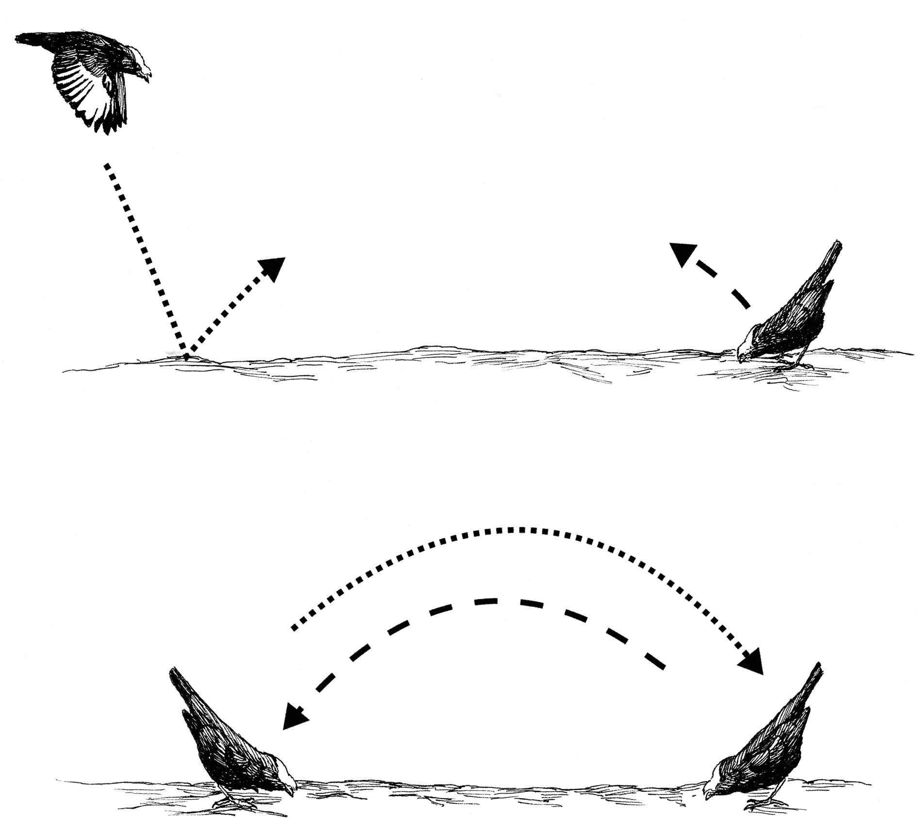 Coordinated display of a pair of male Golden-winged Manakins. (Top) One male waits on the log in tail-pointing posture as another flies toward the log. As the flying male lands and rebounds off the log (dotted line), the waiting male leaps off the log (broken line). (Bottom) The two males cross in the air over the log and land facing one another in tail-pointing posture.