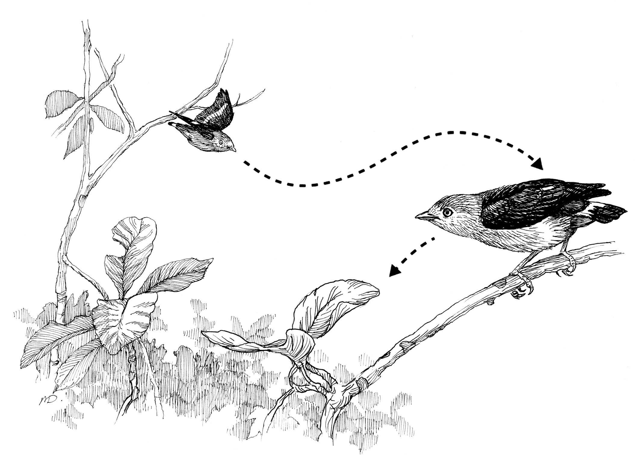 The coordinated swoop-in flight display of a pair of Band-tailed Manakins. 