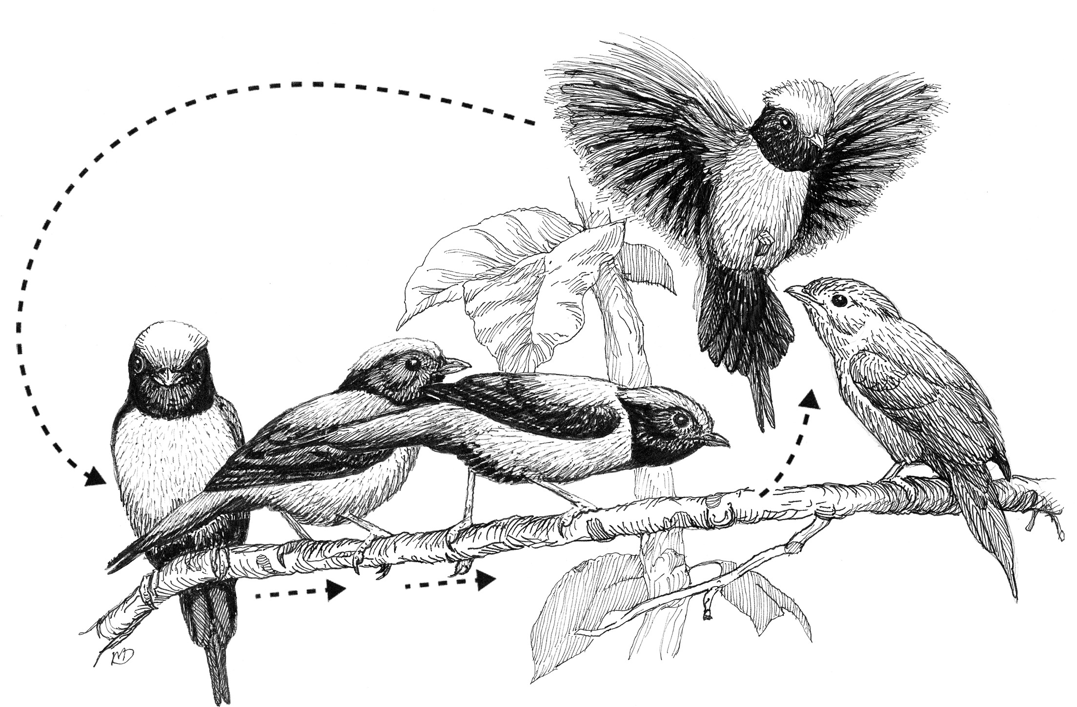 The obligate coordinated display of a group of male Blue Manakins for a visiting female (perched at right). As the male closest to the female leaps up and flutters back down the branch, the perched males sidle up the branch toward the female. The cycle is repeated dozens or even hundreds of times. 