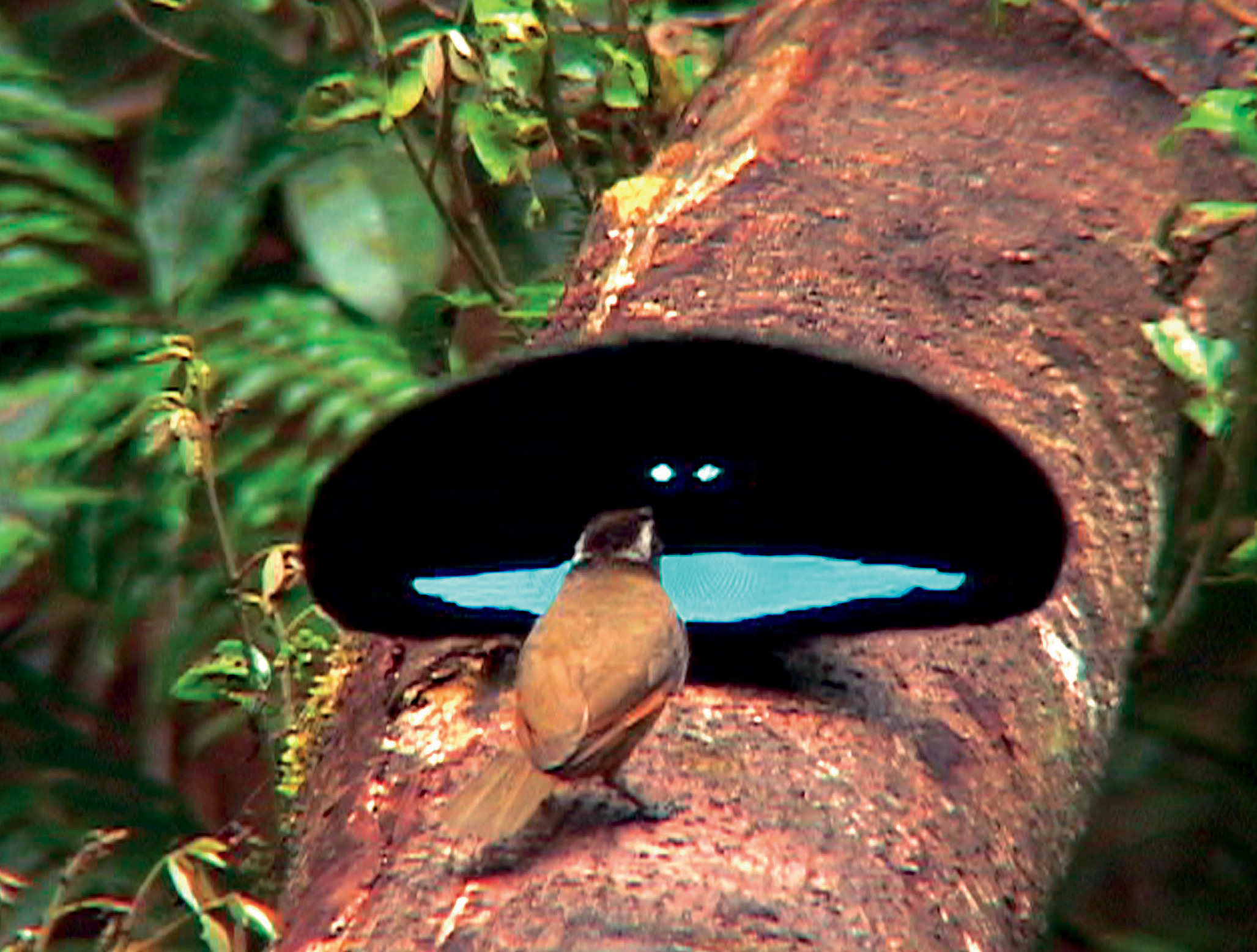 2. A male Superb Bird of Paradise ( Lophorina superba ) displaying to a female visiting his display log in the Central High lands of Papua New Guinea.  Photo by Edwin Scholes III