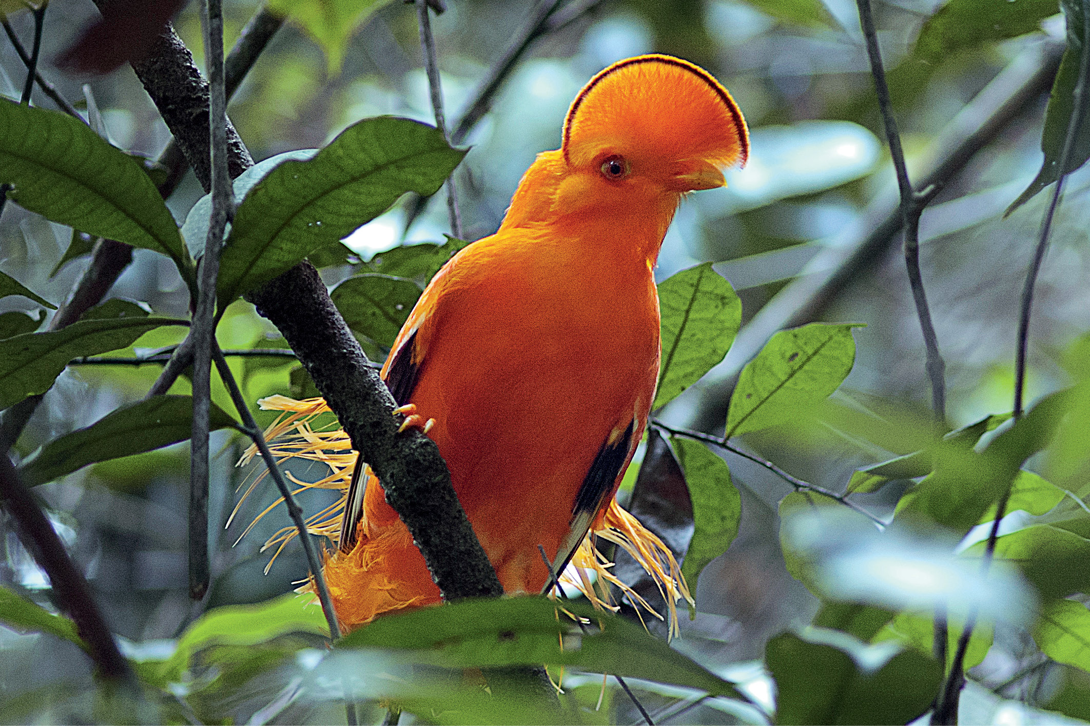 5. A male Guianan Cock-of-the-Rock ( Rupicola rupicola ) in the lowland rainforest of French Guiana.  Photo by Tanguy Deville