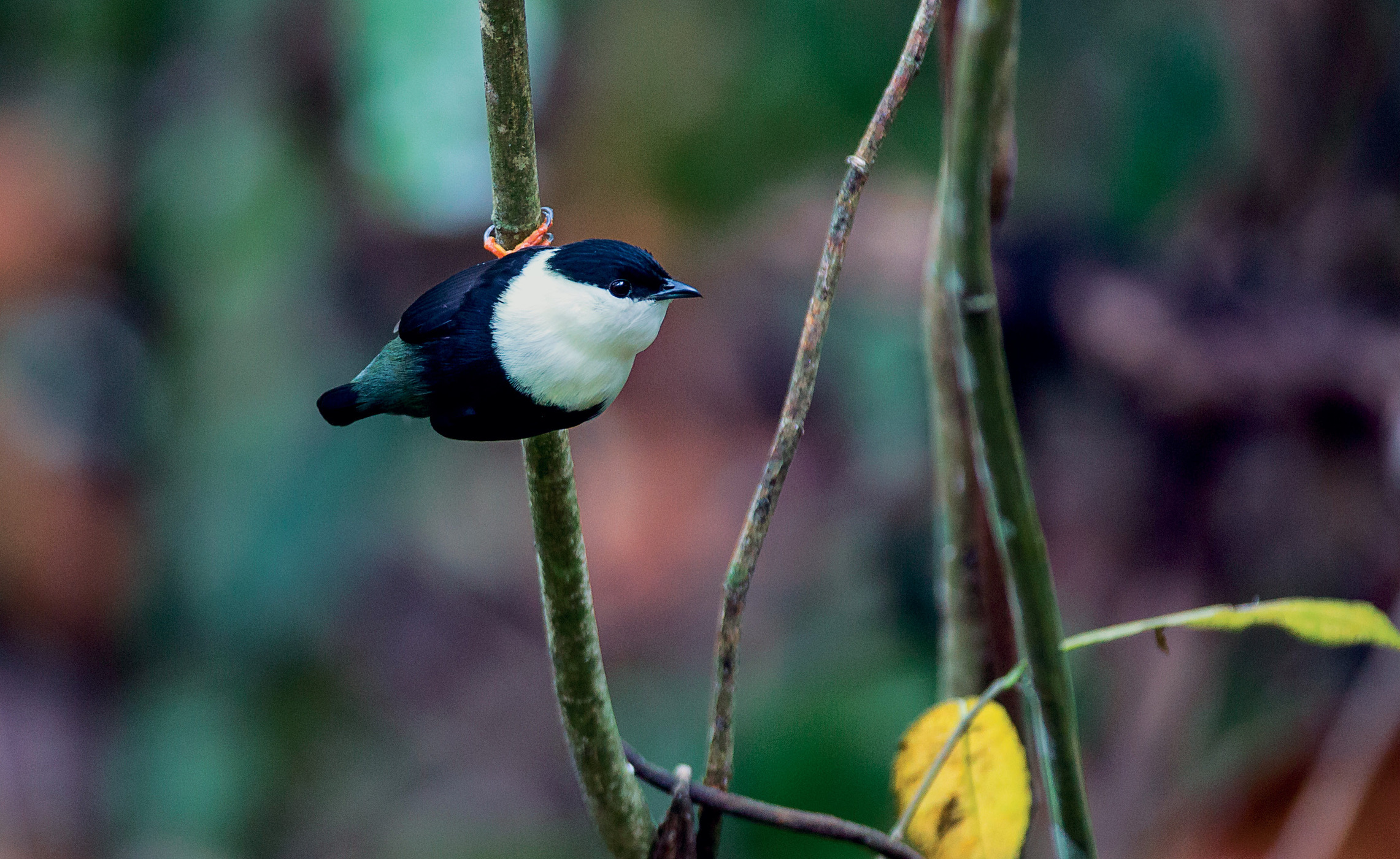 7. The male White-bearded Manakin ( Manacus manacus ) displays on thin saplings around a cleared court on the forest floor.  Photo by Rodrigo Gavaria Obregón 