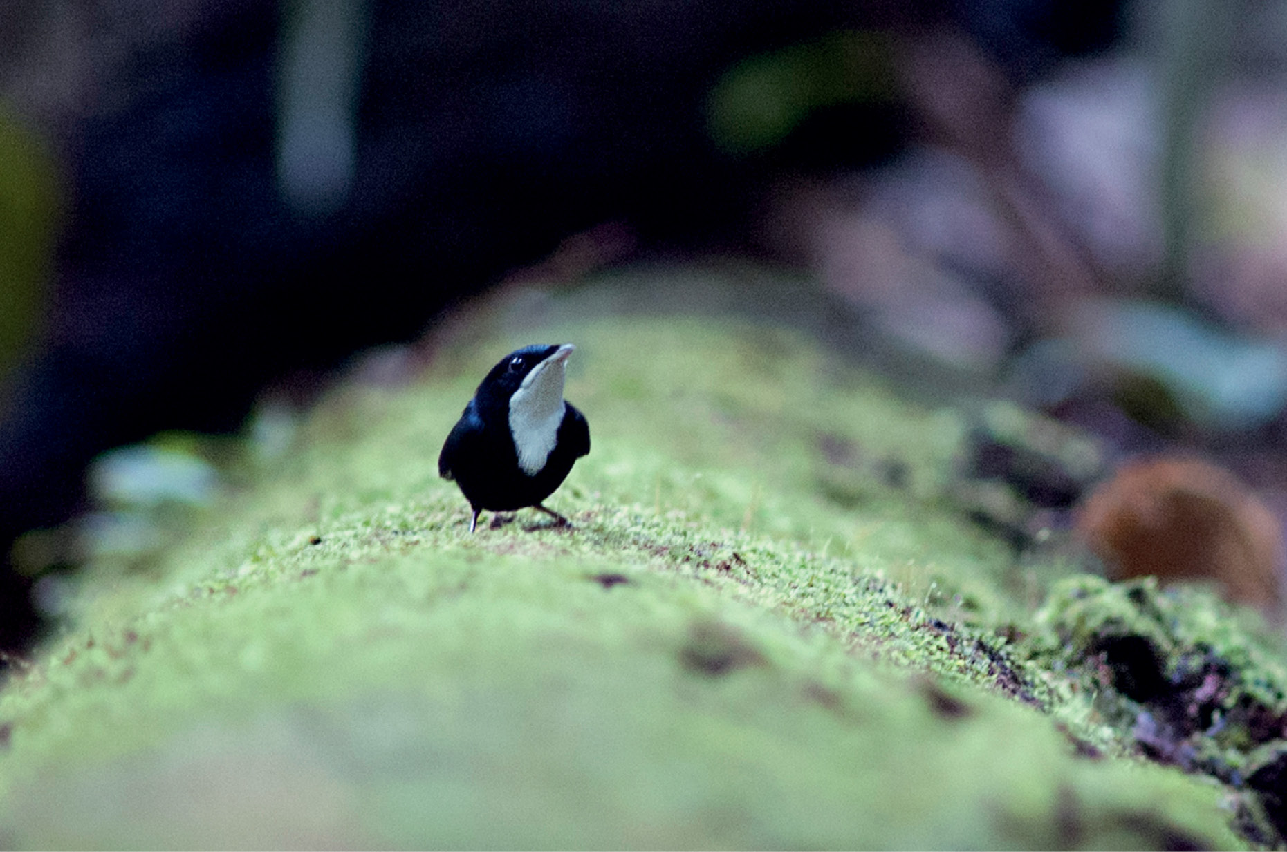 8. The male White-throated Manakin ( Corapipo gutturalis ) displays on mossy fallen logs on the forest floor.  Photo by Tanguy Deville