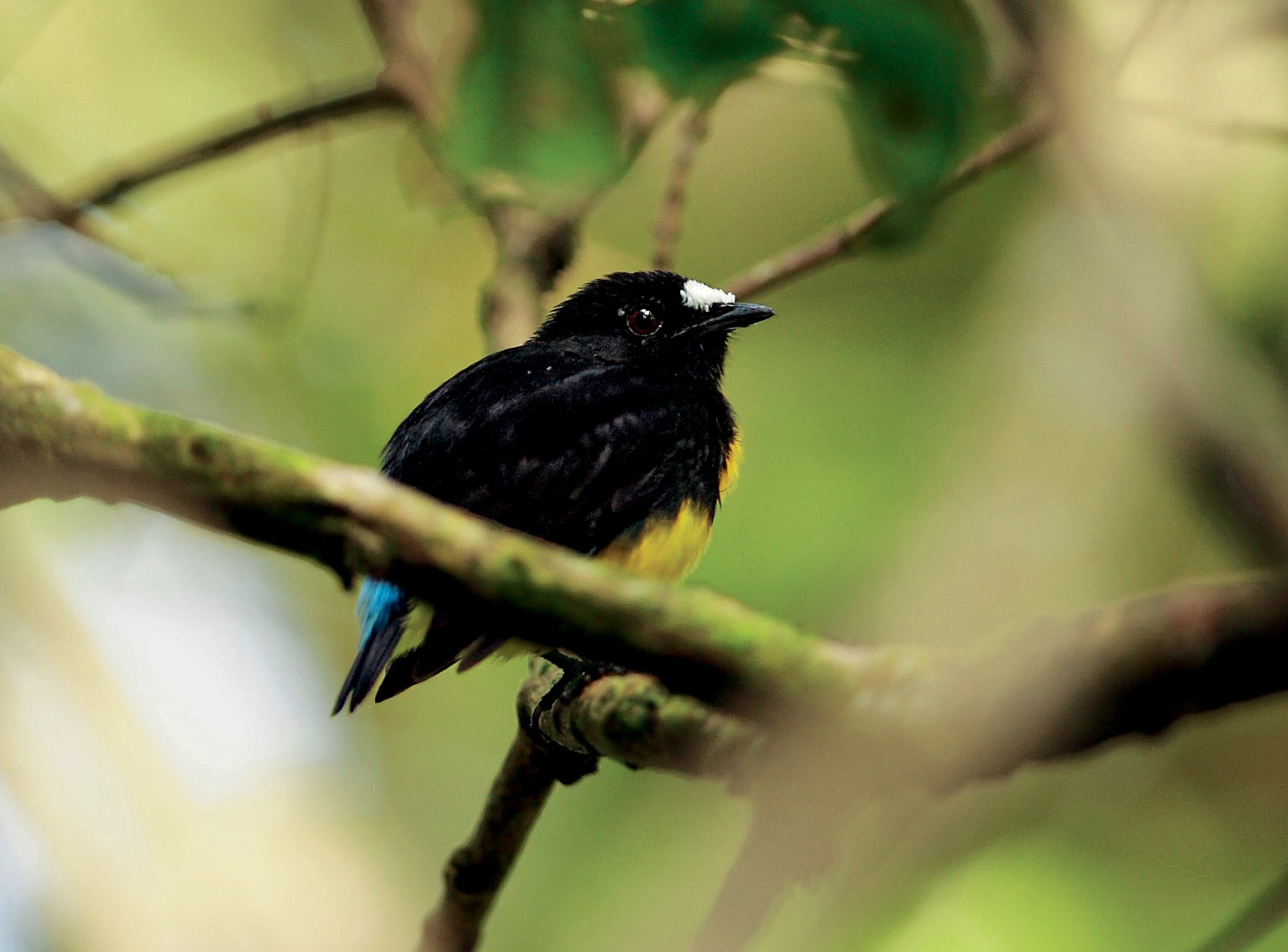 9. The male White-fronted Manakin ( Lepidothrix serena ) calls from a perch in the forest understory.