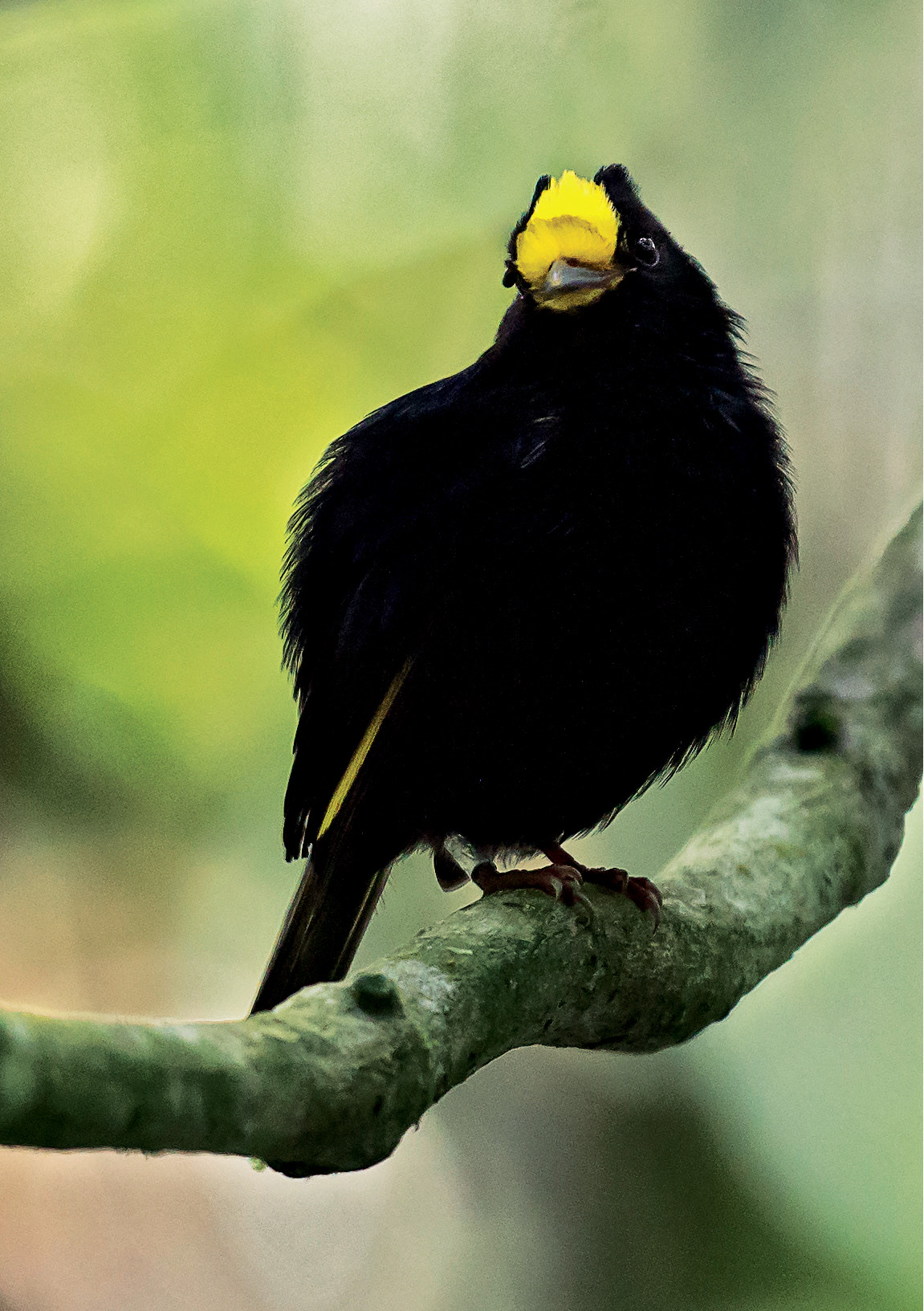 10. The male Golden-winged Manakin ( Masius chrysopterus ) has brilliant yellow wing patches that are usually hidden when the bird is perched, but prominently flashed during its log-approach flight display.  Photo by Juan José Arango