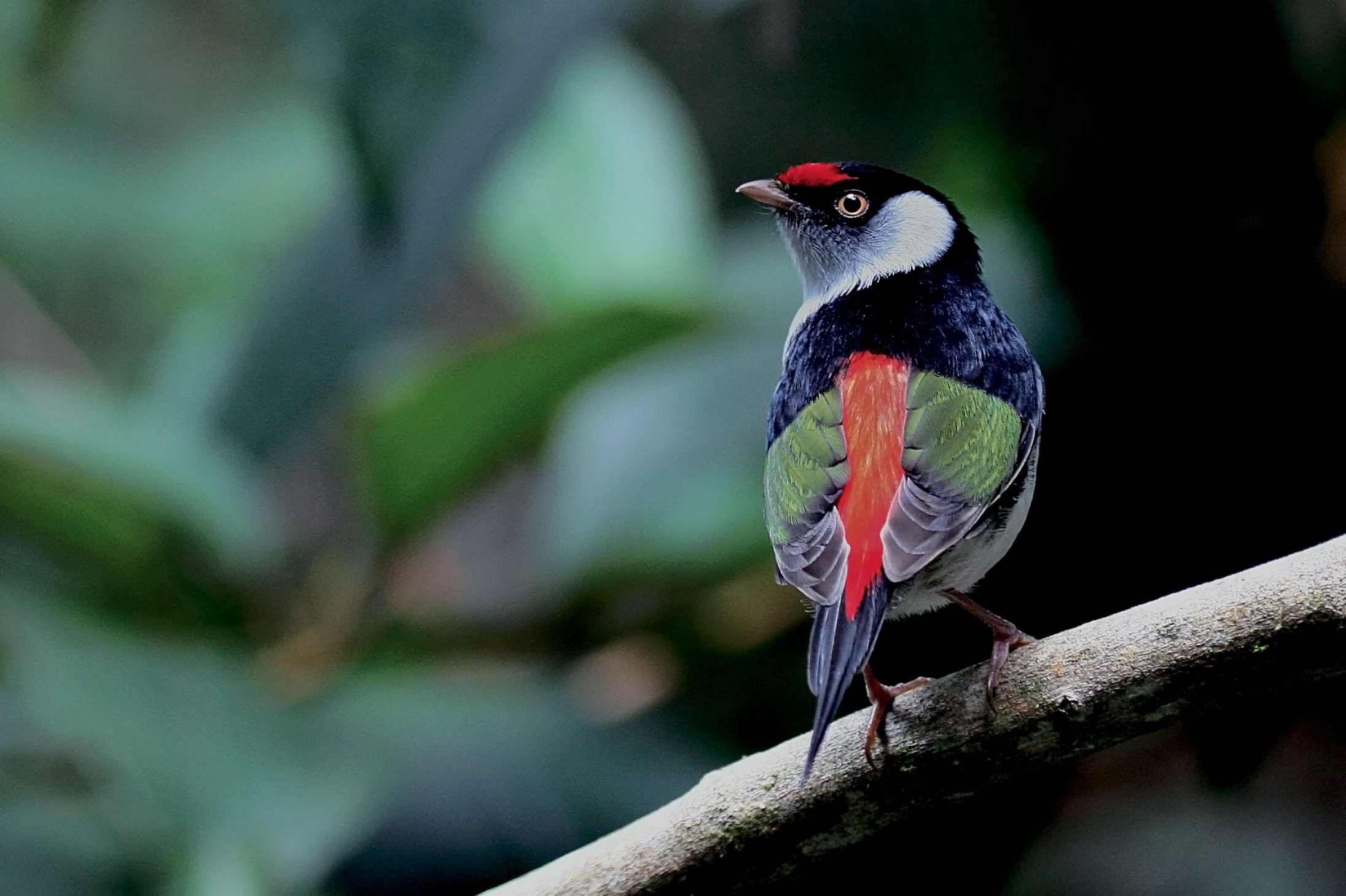 11. The behavioral repertoire of the Pin-tailed Manakin ( Ilicura militaris ) provides crucial evidence for analyzing the evolution of display behavior in its close relatives, the White-throated and Golden-winged Manakins.  Photo by Rafael Bessa