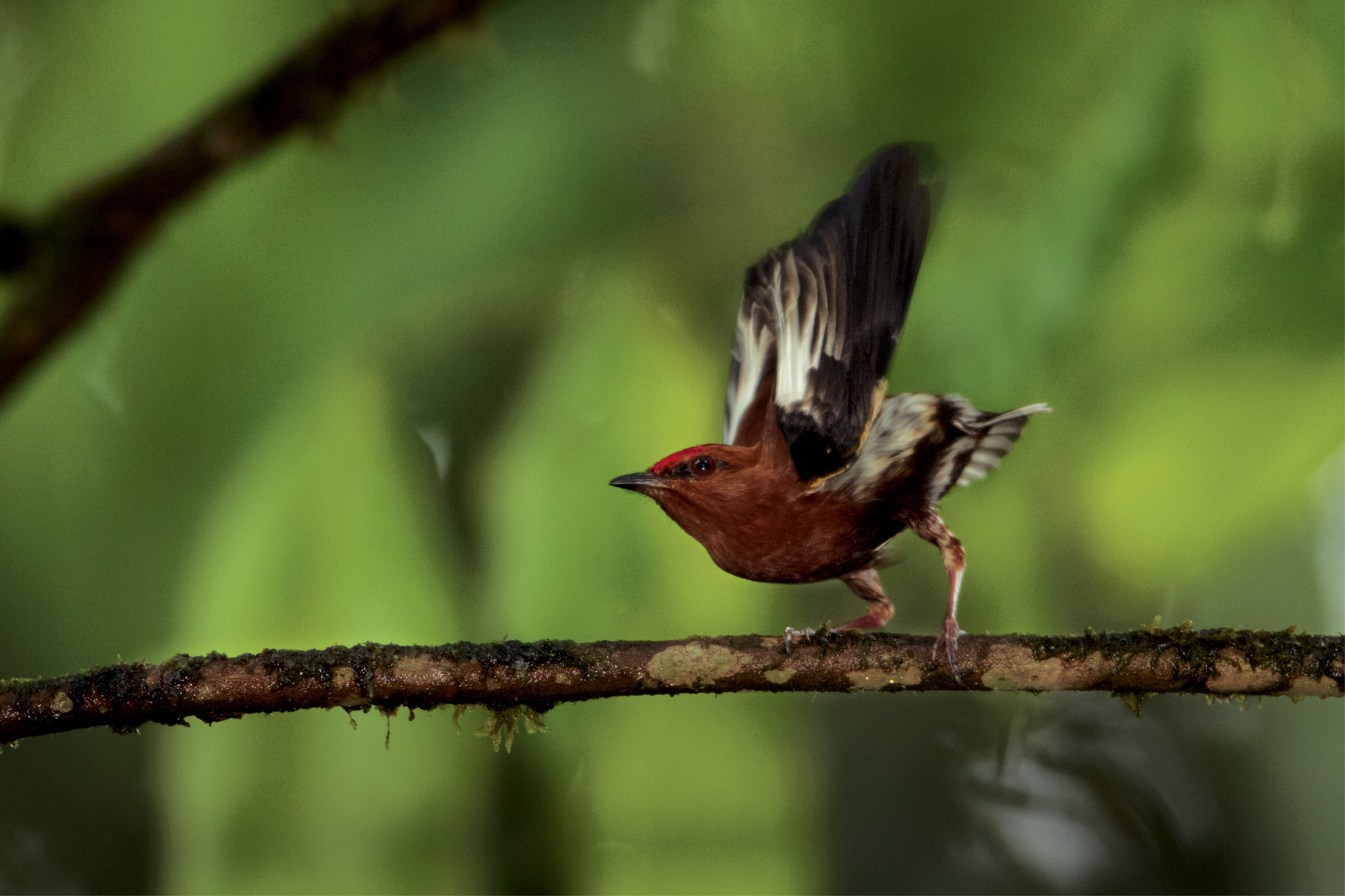 Club-winged Manakin (Machaeropterus deliciosus) Male hitting its wings together over its back to produce a pure tone.  Endemic to Ecuador  Milpe Cloudforest Reserve, Ecuador.