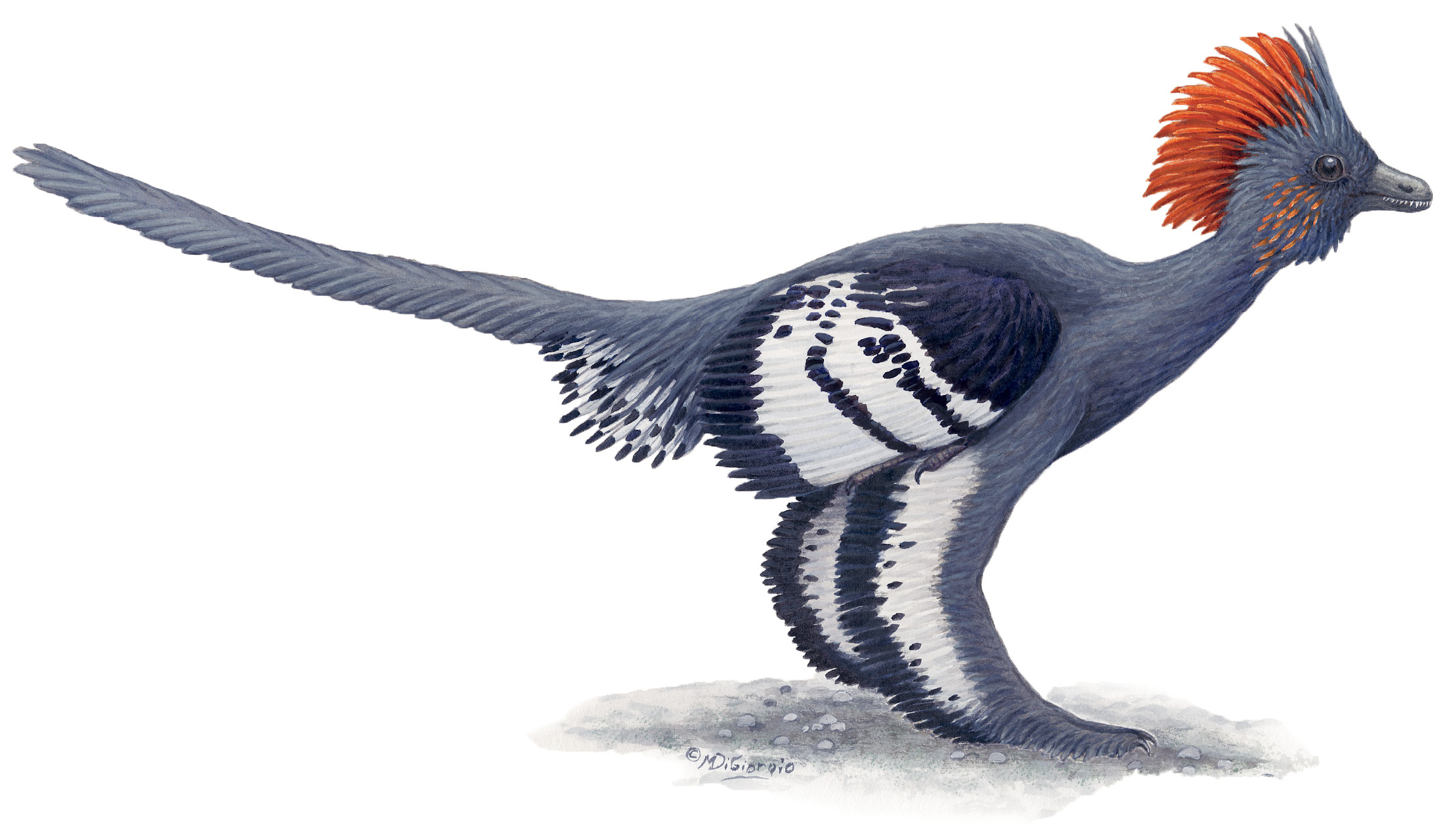 15. The plumage coloration of the Late Jurassic maniraptoran dinosaur  Anchiornis huxleyi  was reconstructed from analyses of electron microscope pictures of melanin pigment granules, or melanosomes, from its fossilized feathers.  Painting by Michael DiGiorgio; from Li et al. (2010)