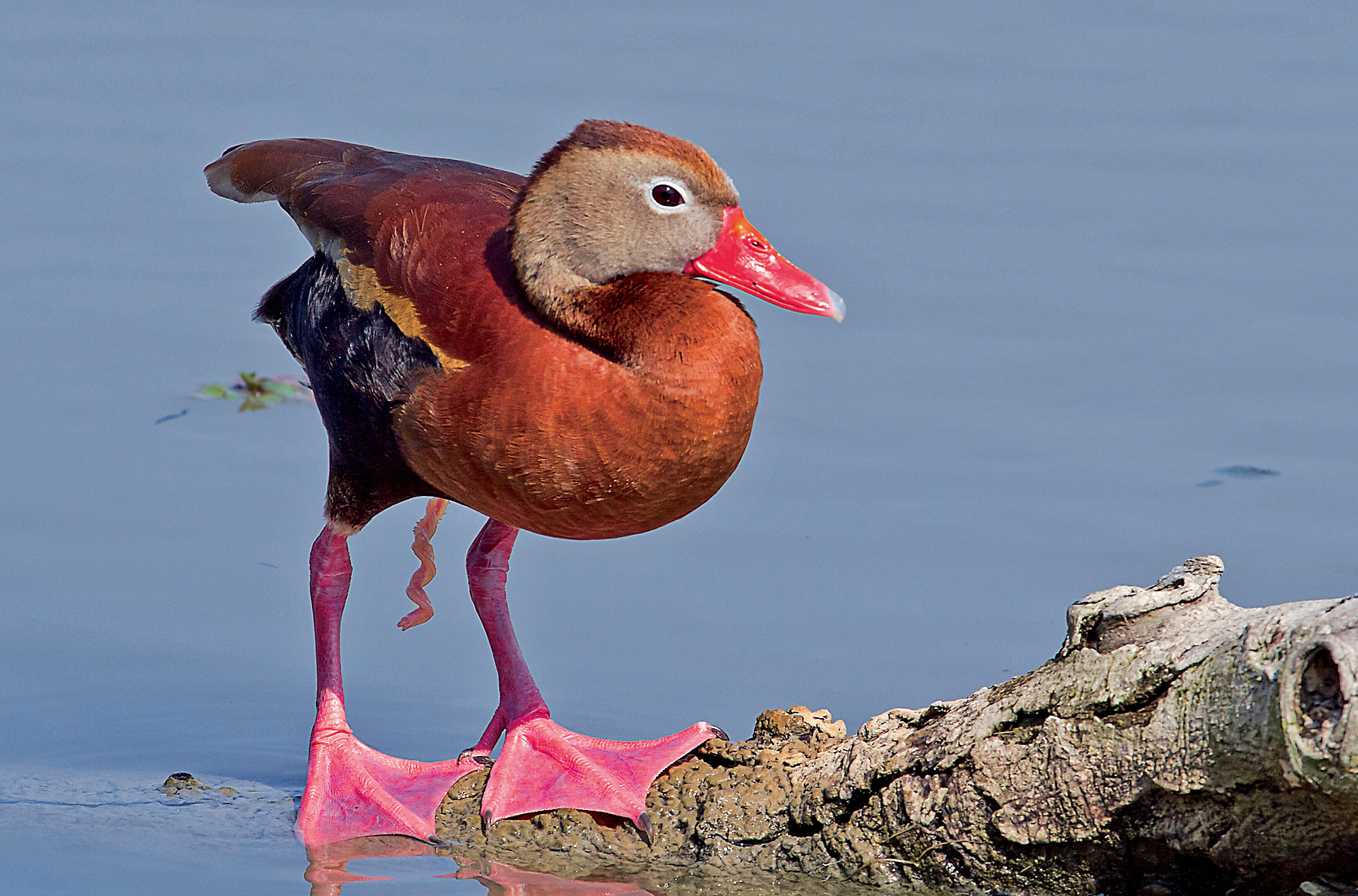 16. After copulation, the corkscrew-shaped penis of a male Black-bellied Whistling Duck ( Dendrocygna autumnalis ) dangles down briefly before being retracted into the cloaca.  Photo by Bryan Pfeiffer  