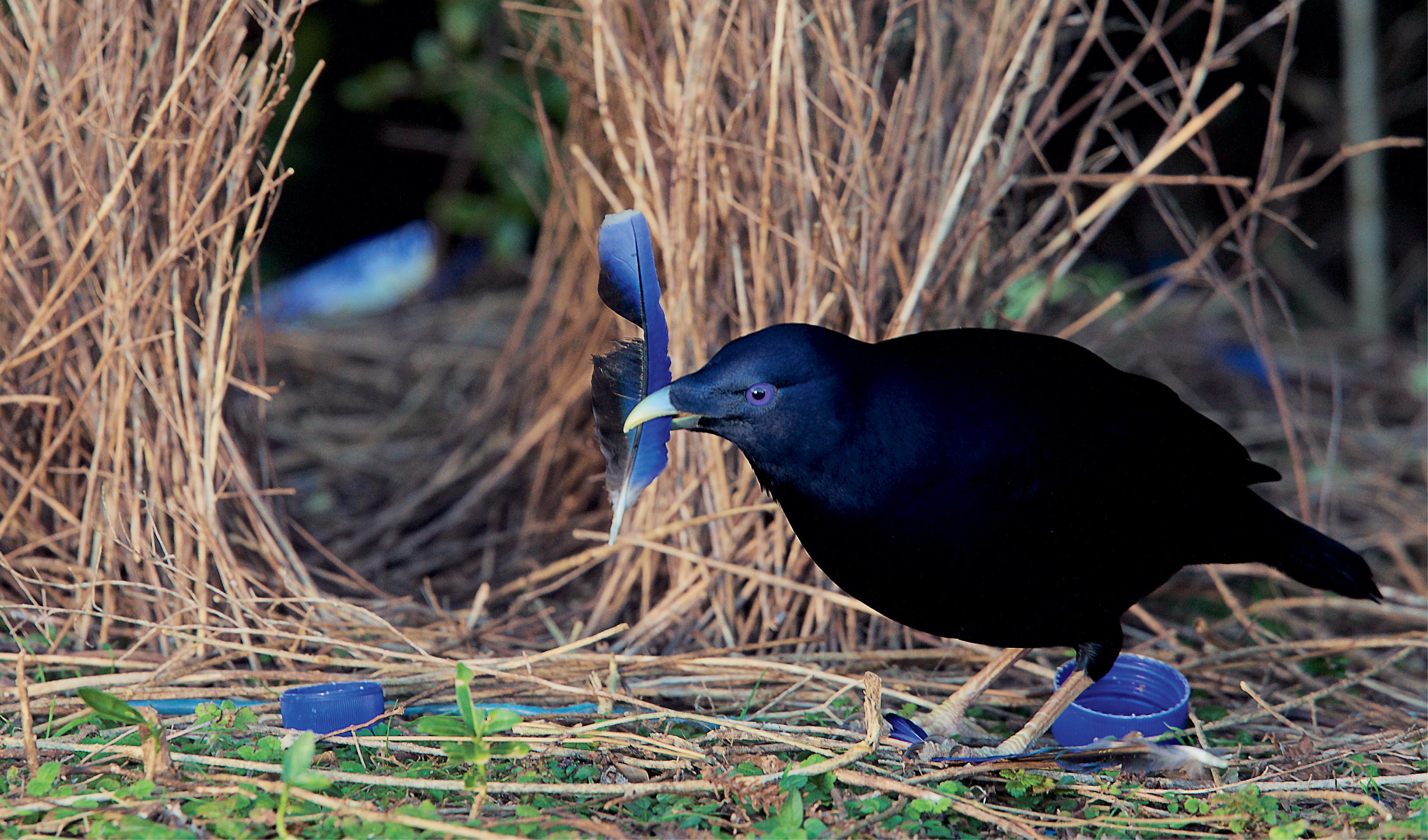 Satin Bowerbird (Ptilonorhynchus violaceus) male at  his bower, which is decorated with many blue plastic items, and a blue feather of a Crimson Rosella parrot which the bowerbird is holding. Lamington National Park, Queensland, Australia.