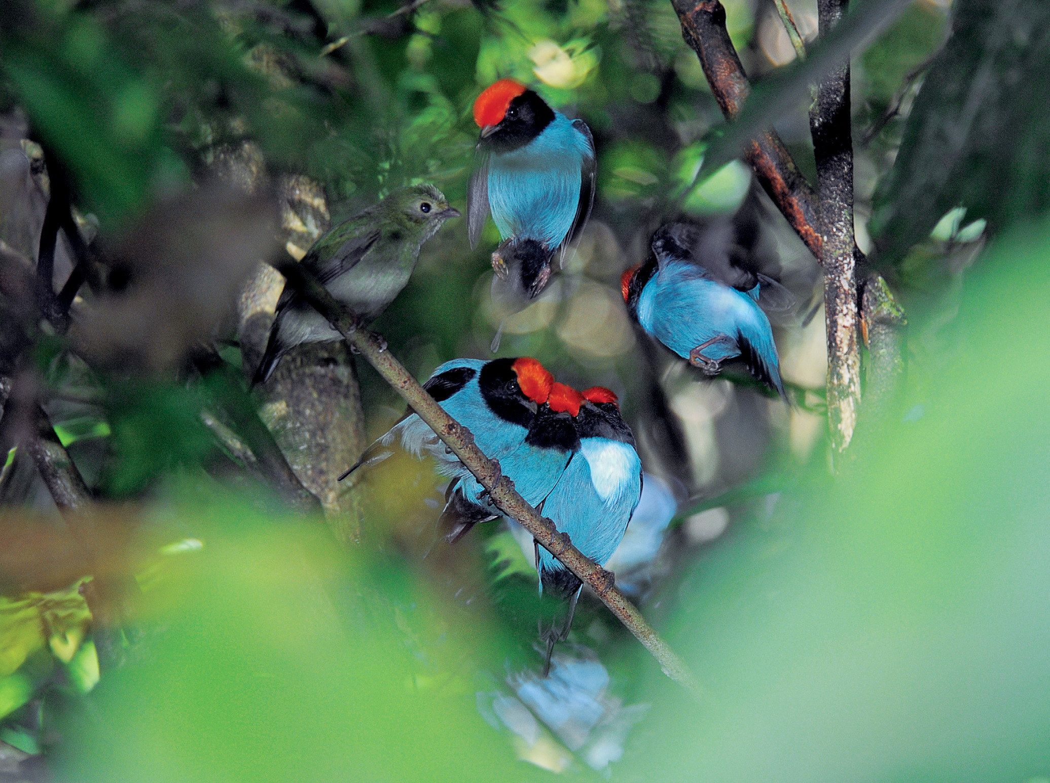 20. In southeastern Brazil, a group of five adult male Blue Manakins ( Chiroxiphia caudata ) performs a coordinated, cooperative, cartwheel display to a visiting green female (left). If she prefers the group’s display, she will mate with the dominant male of the group.  Photo by João Quental