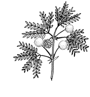 acacia%20dealbata