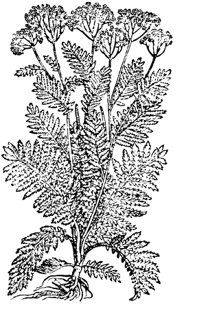 achillea%20millefolium.TIF