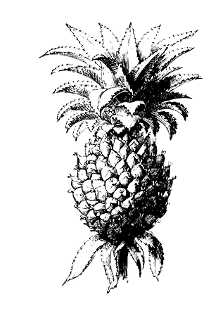 ananas%20comusus.TIF