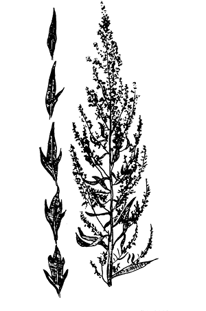 artemisia.TIF