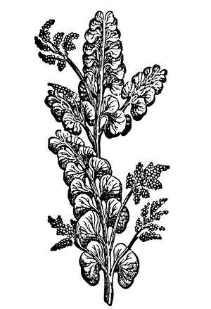 botrychium%20spp.TIF