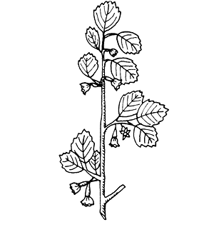 cercocarpus%20ledifolius