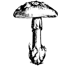 toadstool.TIF