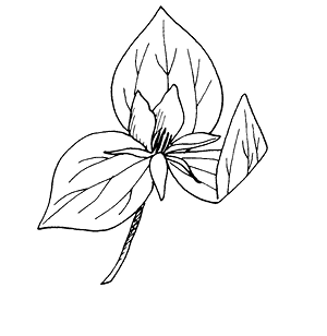 trillium.TIF