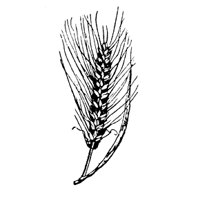 triticum.TIF