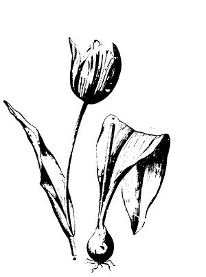 tulipa.TIF