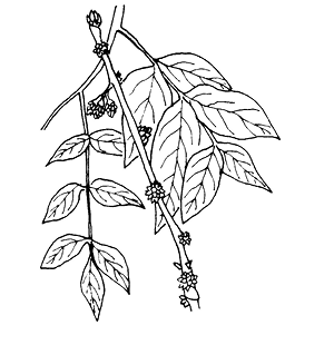 zanthoxylum%20americanum.TIF