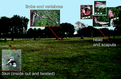 A367620_1_En_10_Fig13_HTML.gif