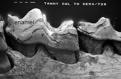 A367620_1_En_7_Fig130_HTML.gif