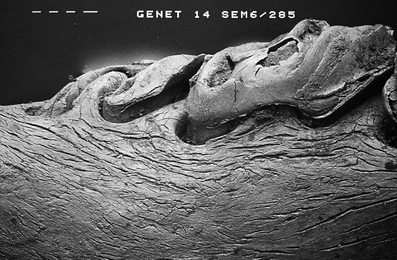 A367620_1_En_7_Fig131_HTML.gif