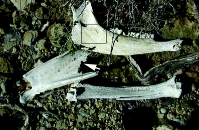 A367620_1_En_7_Fig21_HTML.gif