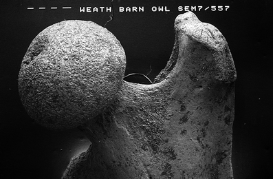 A367620_1_En_7_Fig34_HTML.gif