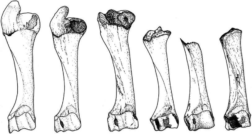 A367620_1_En_8_Fig1_HTML.gif