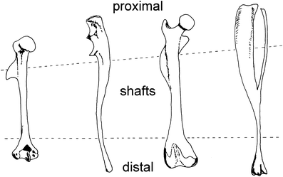 A367620_1_En_9_Fig2_HTML.gif