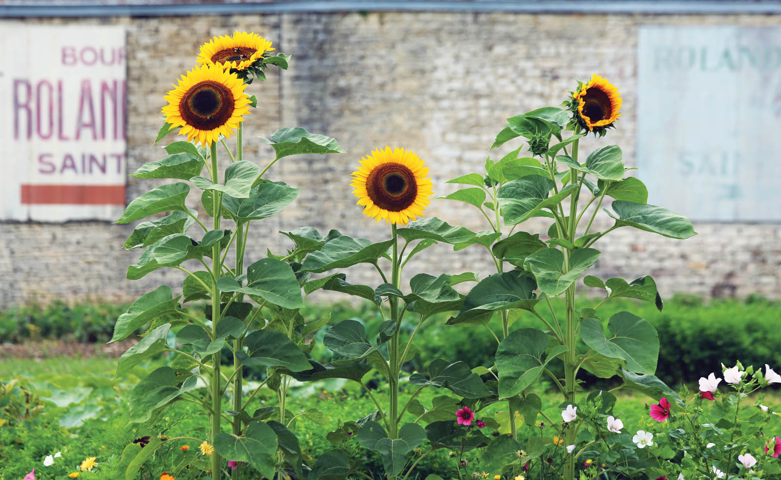 Photo of sunflowers.