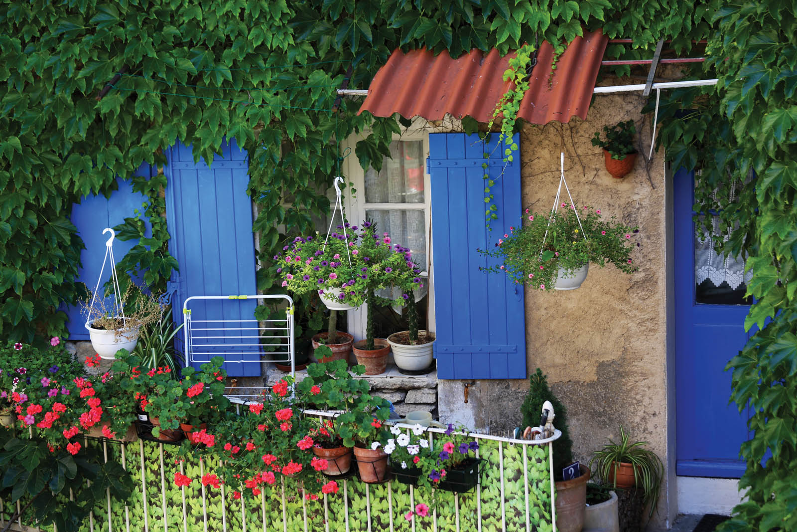 Photo of a plant-filled window with bright blue shutters.