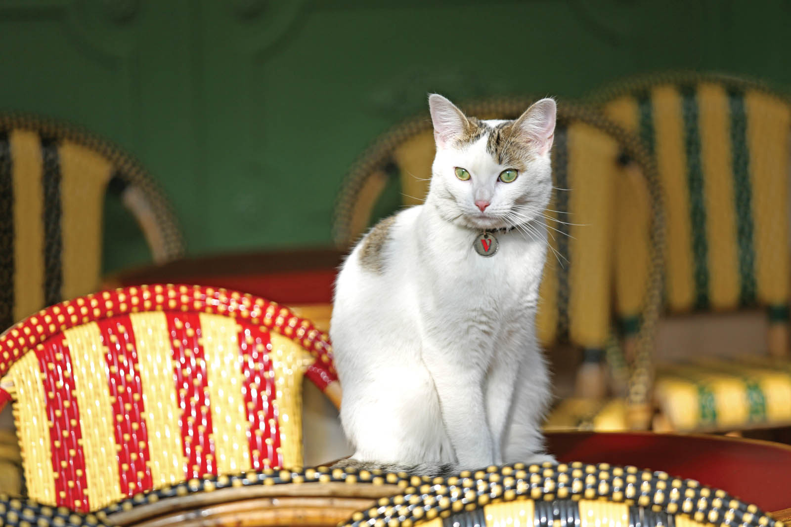 Photo of a housecat sitting on a table.