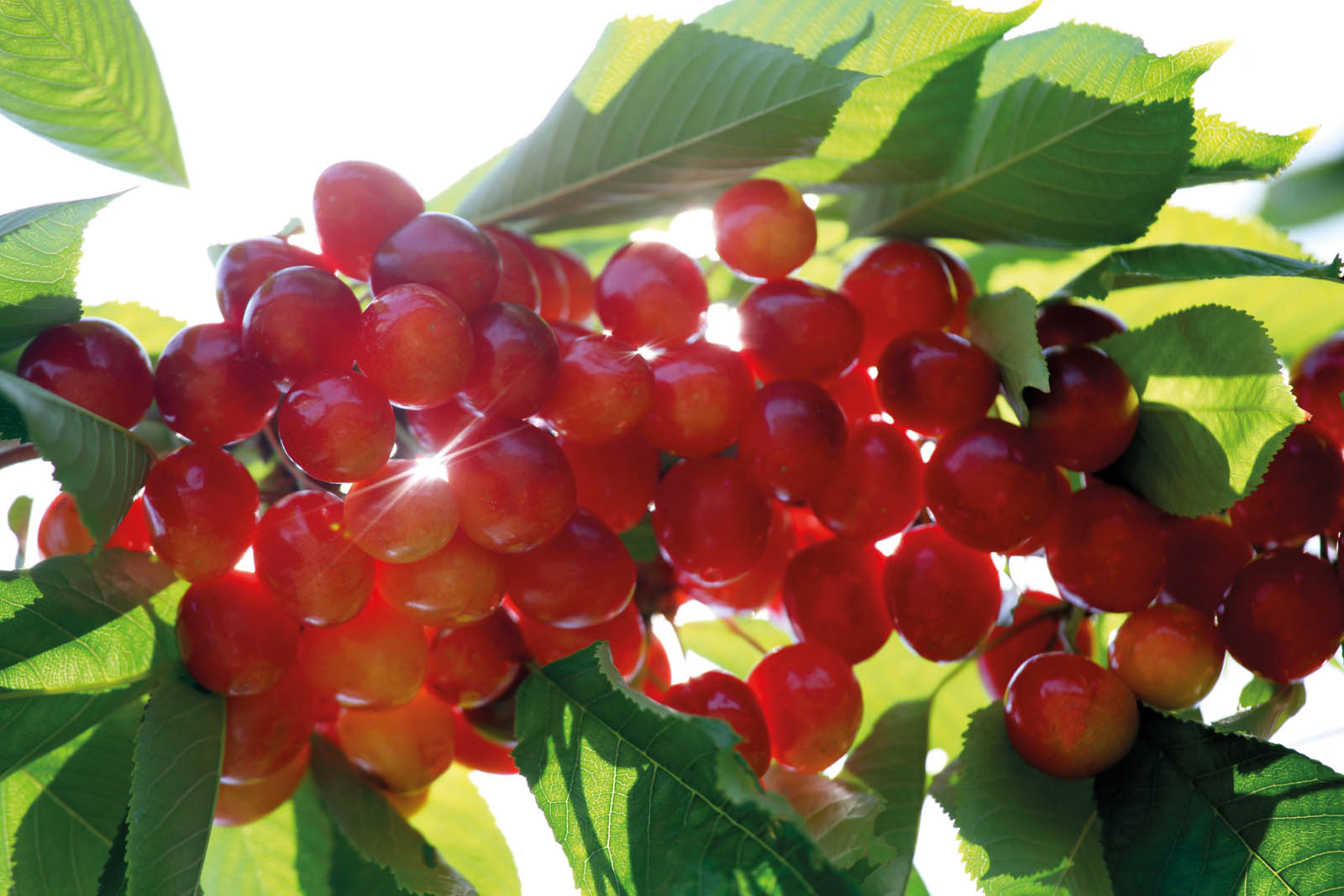 Photo of red grapes.