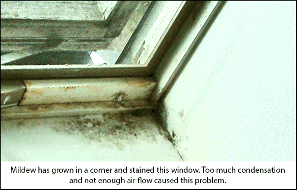 Moldywindowframe.jpg