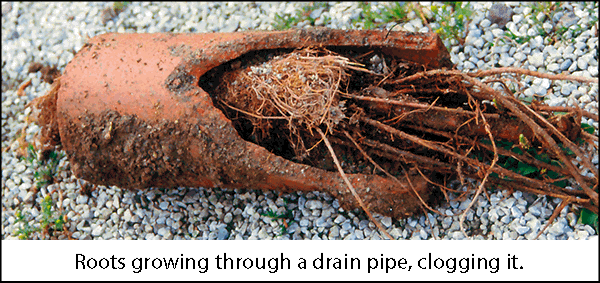 rootsinsectionofdrainpipe--lookslikesquid.jpg