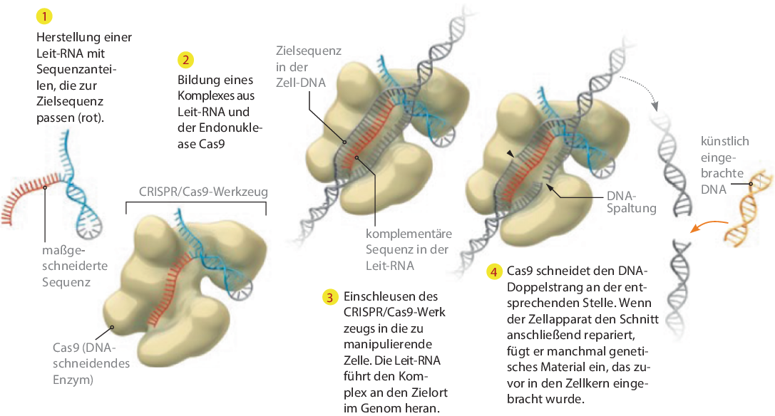 ../images/459649_1_De_1_Chapter/459649_1_De_1_Fig1_HTML.png