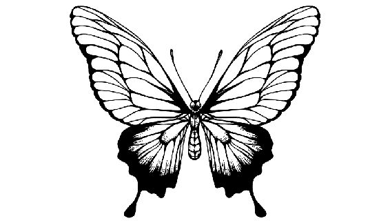 A black and white butterfly  Description automatically generated with medium confidence