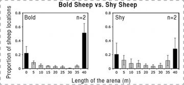 4.1-bold%20and%20shy%20sheep%20fpo.jpg