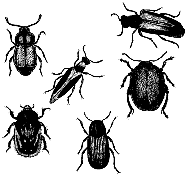 beetles