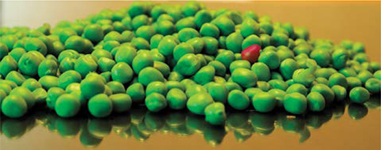 A red colored pea is present among a batch of green peas.