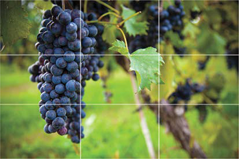 Photograph shows a vineyard with a bunch of grapes focused. A three-by-three empty grid is placed over the photograph.