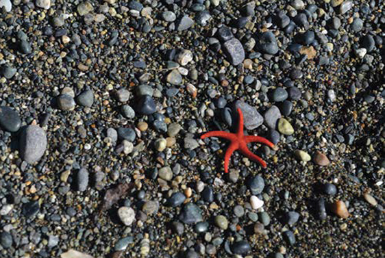 A bright colored starfish is over a spread of pebbles.