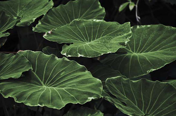 Photograph of leaves with veins is shown.