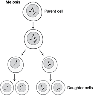 PT1Science_17